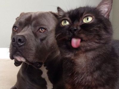 Инстаграм о коте с постоянно высунутым языком набрал 27 тыс. подписчиков