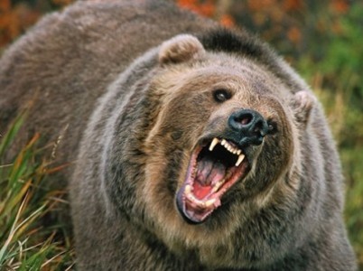Լոռիում արջը հարձակվել է արածող կովերի վրա
