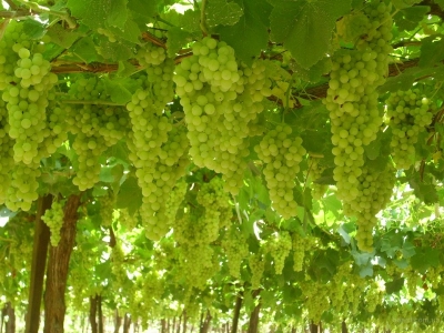 Armenia government to compensate border villagers’ grape harvest