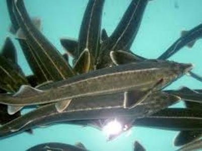 Ձկան սիրահարները ձկնաբուծարանից 4 մայրացու թառափ են գողացել, բայց ուտել չեն հասցրել