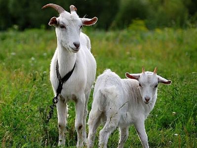 U.S. Department of Agriculture helps Armenia goat breeding
