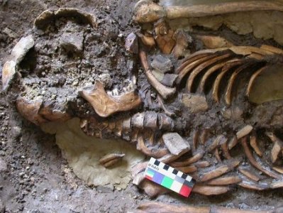Кавказцы оказались неизвестными основателями современной Европы