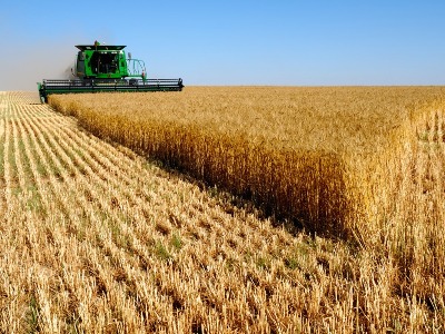 Государство простит долг за пшеницу пострадавшим от града армянским фермерам