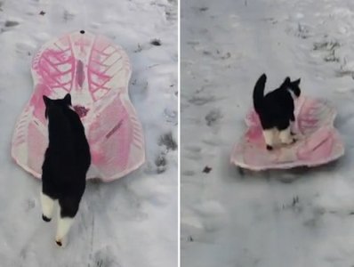 Самостоятельно катающийся с горки кот Ниндзя стал звездой