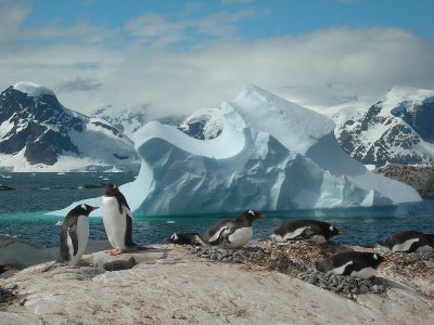 Giant iceberg impacts on population size of Adélie penguins in Antarctica