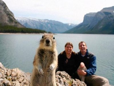 Названы лучшие «фотобомберы» среди животных