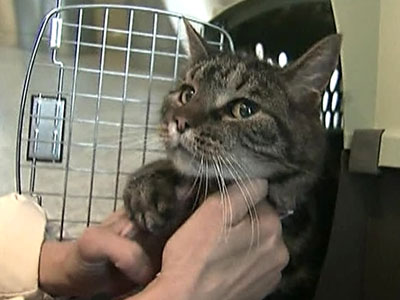 Bengal cat destroys shop at Moscow’s Sheremetyevo Airport