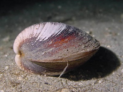 Կակղամորթներն ամենաերկարակյաց արարածներն են համարվել