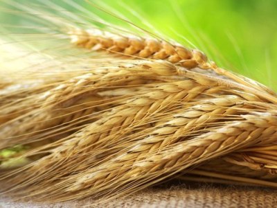 Խնձորեսկում չի վաճառվում մի քանի հարյուր տոննա հաճարի եւ ցորենի բերքը