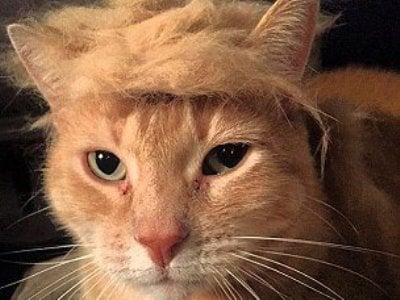 Новым хитом соцсетей стали «превращенные» в Дональда Трампа коты