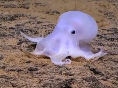 Scientists call new octopus species Casper