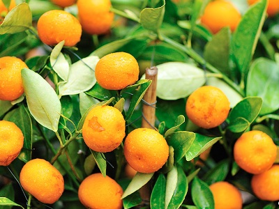 Russia proposes to zero customs duties for orange imports in EAEU