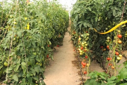Armenia to launch new financing system for farms