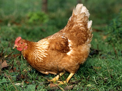 Biologists grow chickens with dinosaur toes