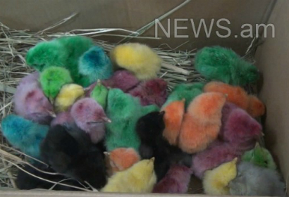 Ճտերի ճիշտ «ներկումը» չի վնասում նրանց առողջությանը. կենդանաբան