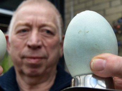 German hen lays biggest egg in the world