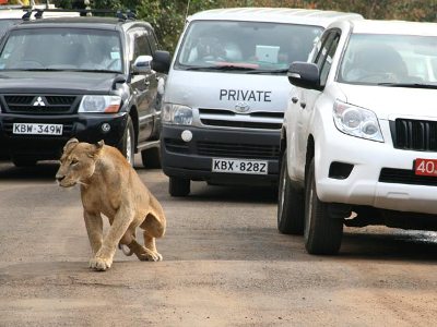 Stray lion attacked man in Kenyan capital