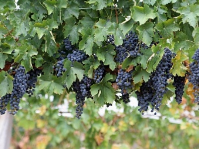 Խաղողի բերքահավաքն աճում է, միաժամանակ դժվարանում է սպառման խնդիրը