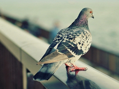 City birds are smarter than country birds