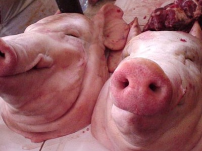 Two pigs' heads were found at residence of Moroccan ambassador in France