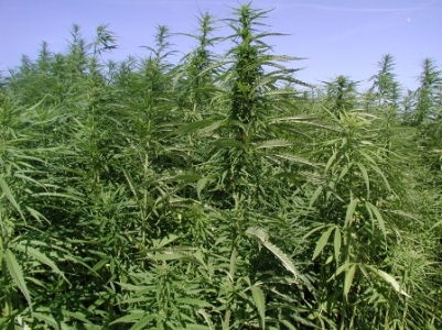 Marijuana plantations found at  site of  murder of eight people in Ohio