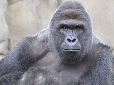 В зоопарке Цинцинатти застрелили гориллу из-за залезшего в вольер мальчика