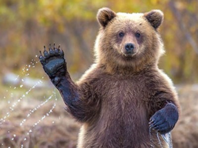 Bear clings to car of Alaskan Resident