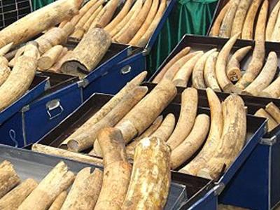 В Гонконге введут полный запрет на торговлю слоновой костью