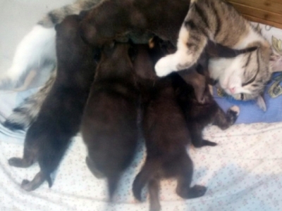Кошка Муська выкормила пятерых волчат