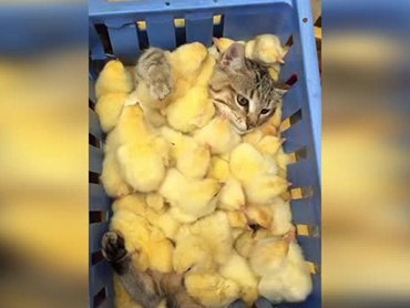 Кот отдохнул в корзине с цыплятами