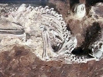 В Сибири обнаружили кладбище доисторических собак
