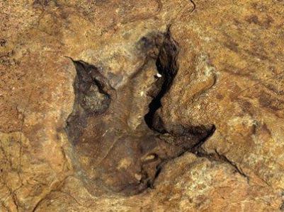Բոլիվիայում դինոզավրի հսկայական հետք են գտել