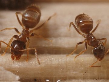 Lasius neglectus մրջյունները սպառնում են Մեծ Բրիտանիայի էկոհամակարգին