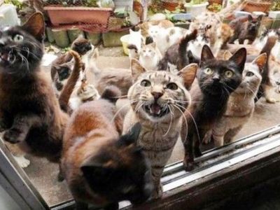 100 cats - dead and alive – are found in one of houses of Wisconsin