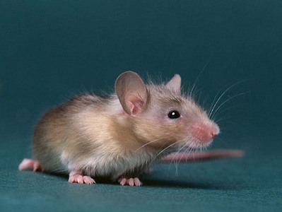 Air France flight delayed for 48 hours due to a mouse onboard