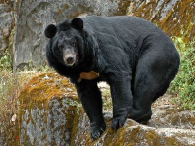 In Japan man uses karate skills to beat bear