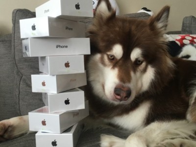 Չինացի միլիոնատիրոջ որդին շան համար 8 հատ iPhone 7 է գնել (Ֆոտո)