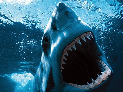 Shark bites 65-year old surfer in Australia