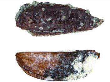 Archaeologists find beetles that lived 14 million years ago in Antarctica
