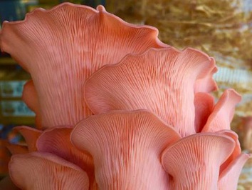 US company farmers grow mushrooms that taste like bacon