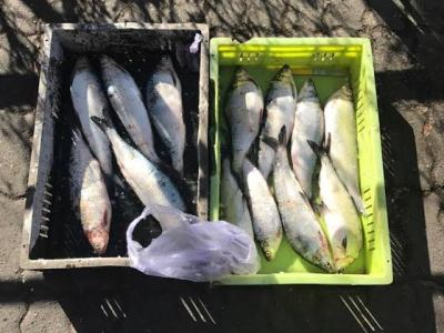 Ապօրինի ծառահատումներ, ձկնորսություն, ջրի աղտոտում. շրջակա միջավայրին հասցվել է 9,88 մլն դրամի վնաս