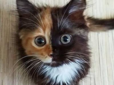 Котенок с рыже-черной мордочкой стал звездой соцсетей