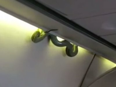 Авиакомпания Emirates отменила рейс из-за змеи на борту самолета