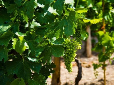 Former deputy minister: Armenia needs more nurseries against phylloxera