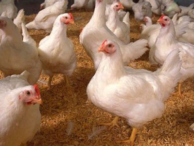 Թռչնագրիպի մուտքը կանխելու նպատակով արգելվել է Իրանից մի շարք մթերքների ներմուծումը