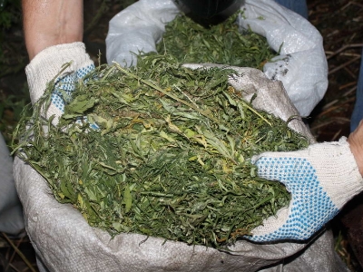 Unknown man tries to transport 35 kg of marijuana from Berlin to Vienna