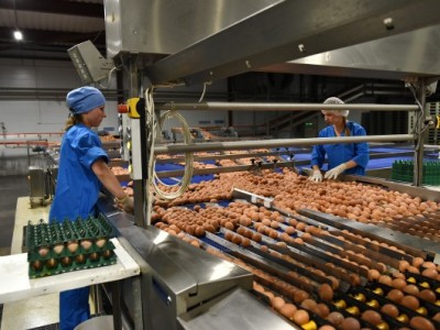 Union of Poultry Breeders: Armenia needs facility specialized in egg powder production