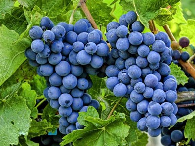 FAO-ն Հայաստանին կօգնի պահպանել խաղողի տեղական տեսակները