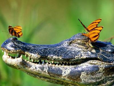 May 22 is International Day for Biological Diversity