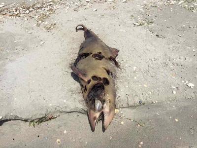 В Одесской области на берегу моря обнаружили десятки тел дельфинов